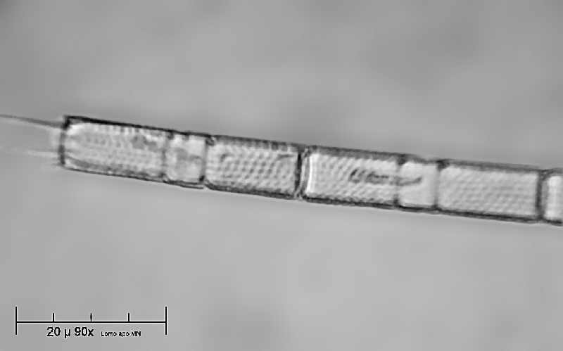 Melosira granulata