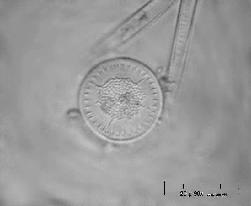 Cyclotella stelligera ?