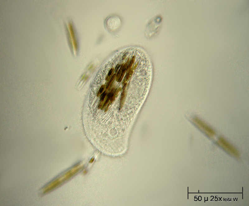 divoratore di navicule - Chilodonella sp. ?