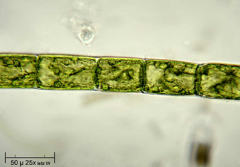 Oedogonium sp. - leitz immersione 25X
