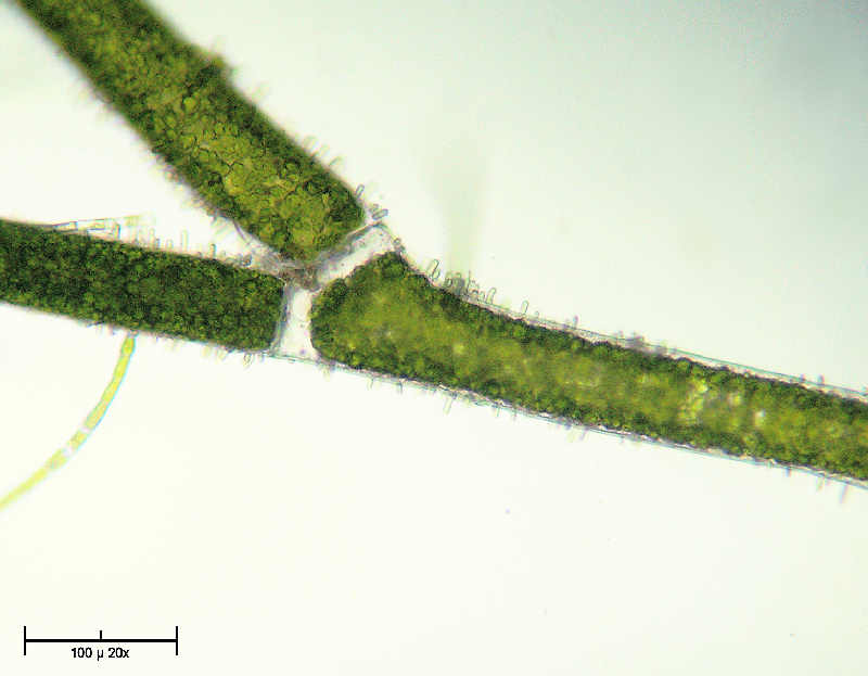 Cladophora sp.