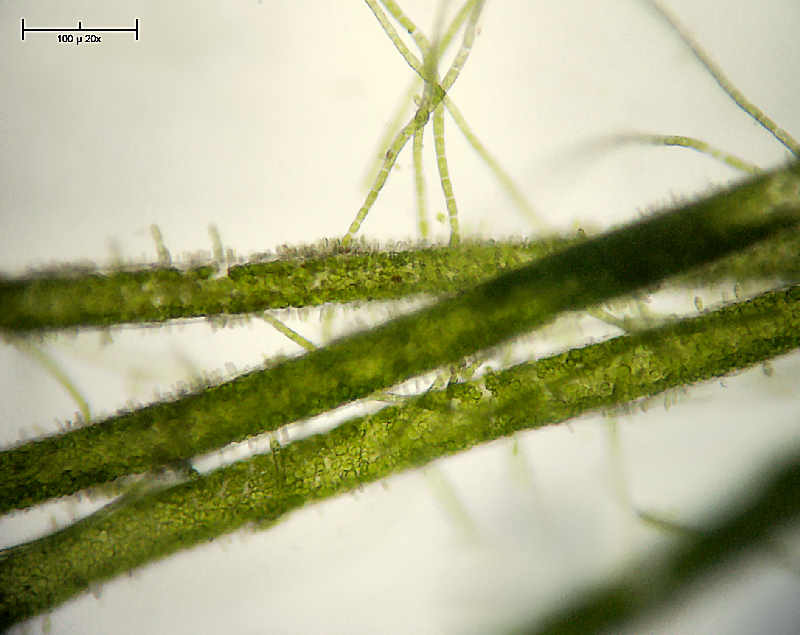 Cladophora sp.