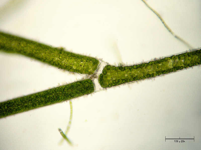 Cladophora sp.