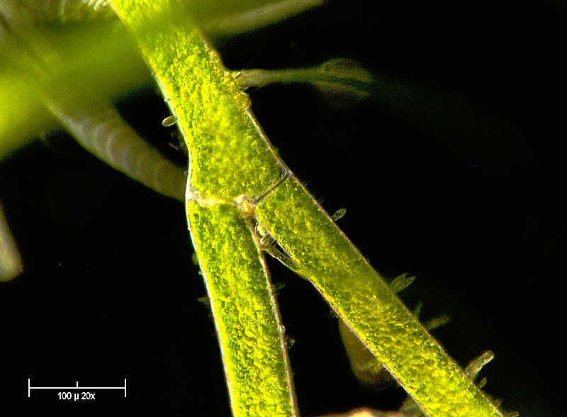 Cladophora sp. in campo oscuro