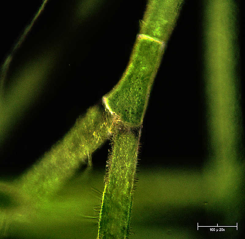 Cladophora sp. in campo oscuro
