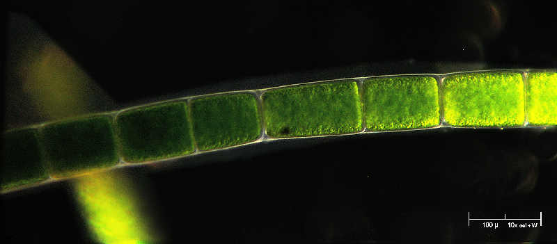 Microspora in campo oscuro