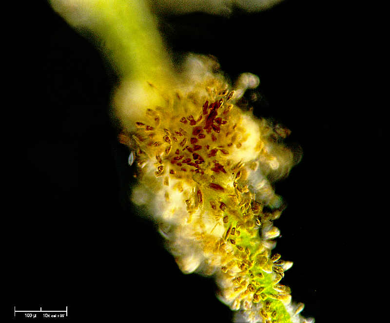 Diatomee e mucillagine  -  Rhoicosphenia sp.