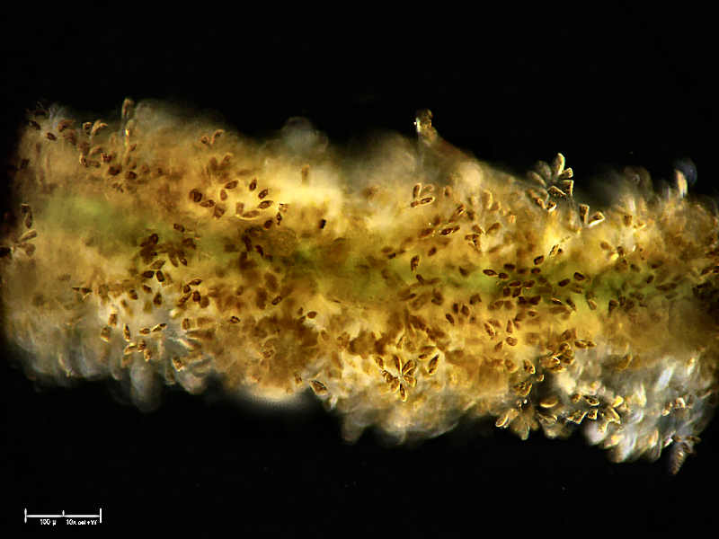 Diatomee e mucillagine  -  Rhoicosphenia sp.