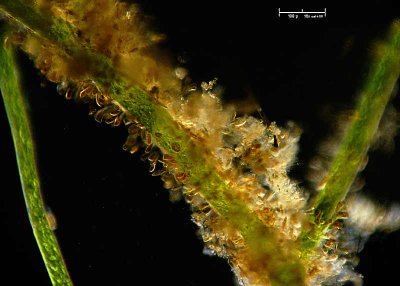 Diatomee e mucillagine  -  Rhoicosphenia sp.