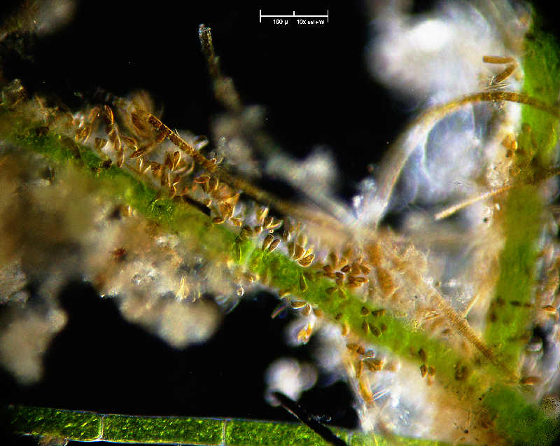Diatomee e mucillagine  -  Rhoicosphenia sp.
