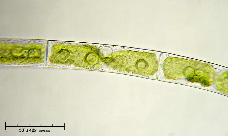 Mougeota sp.
