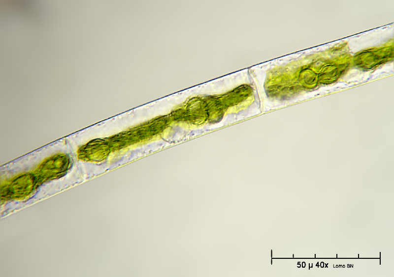 Mougeota sp.