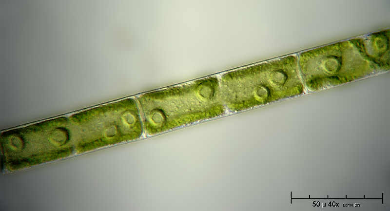 Mougeota sp. in COL