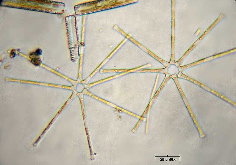 Asterionella formosa