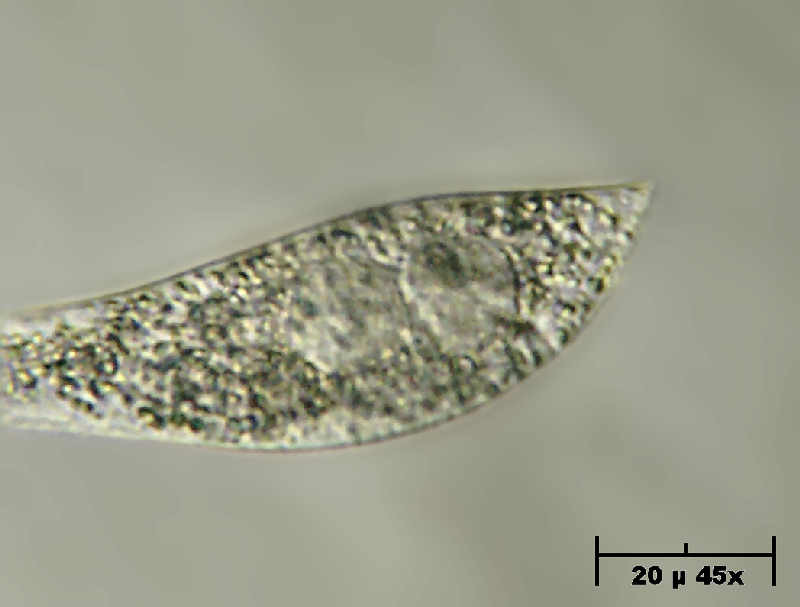 Lionotus sp.
