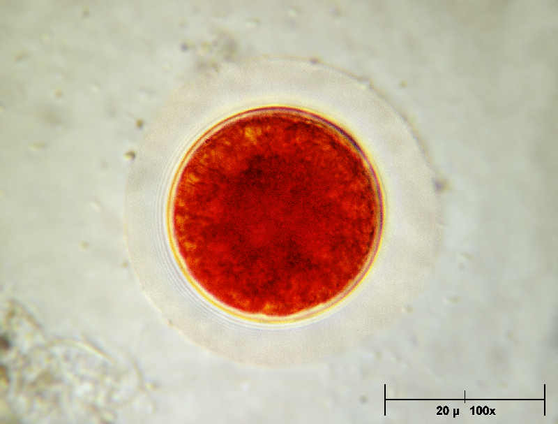 Haematococcus pluvialis ........finalmente !