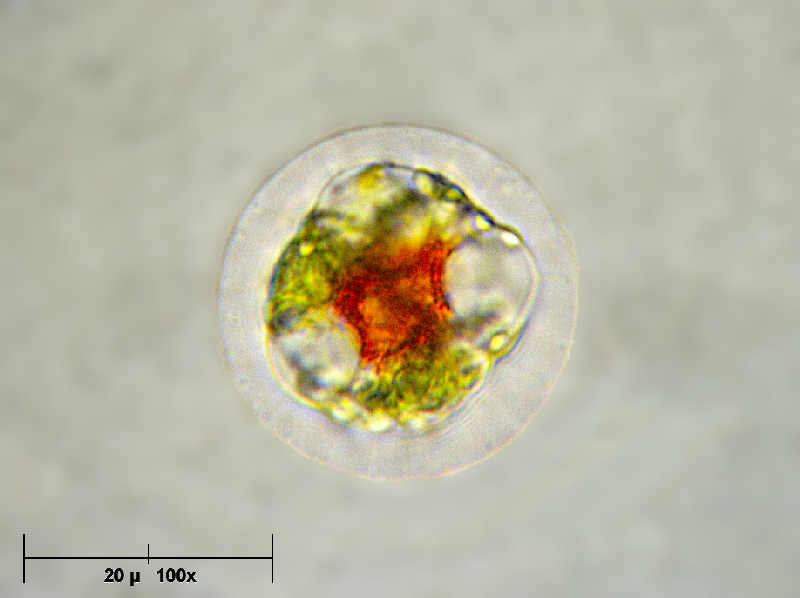 Haematococcus pluvialis ........finalmente !
