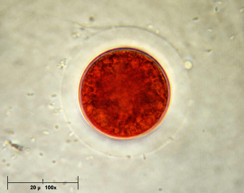 Haematococcus pluvialis ........finalmente !