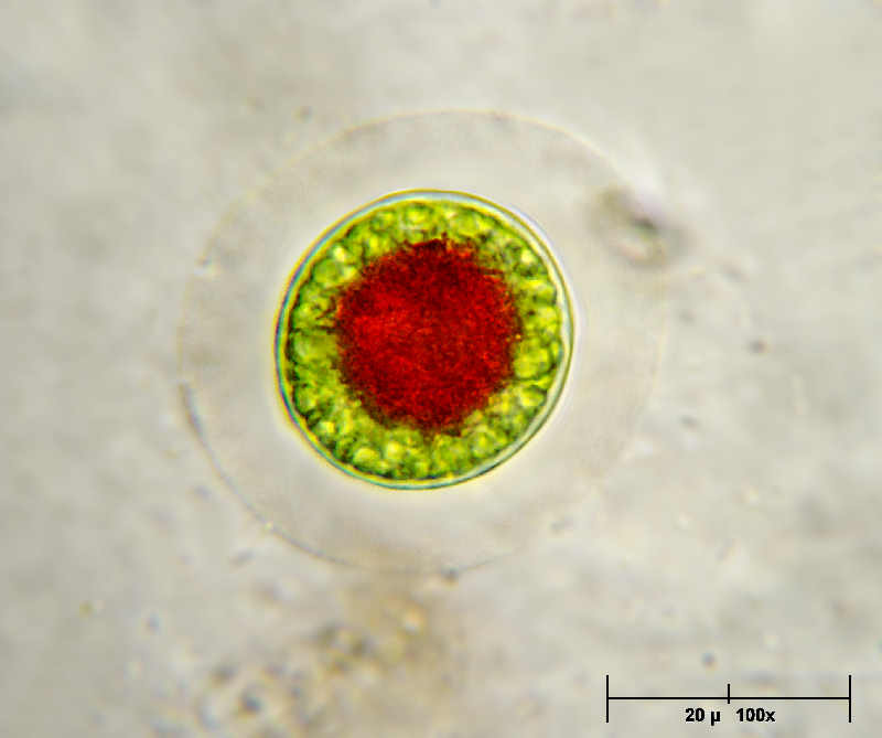 Qualche altro hematococco