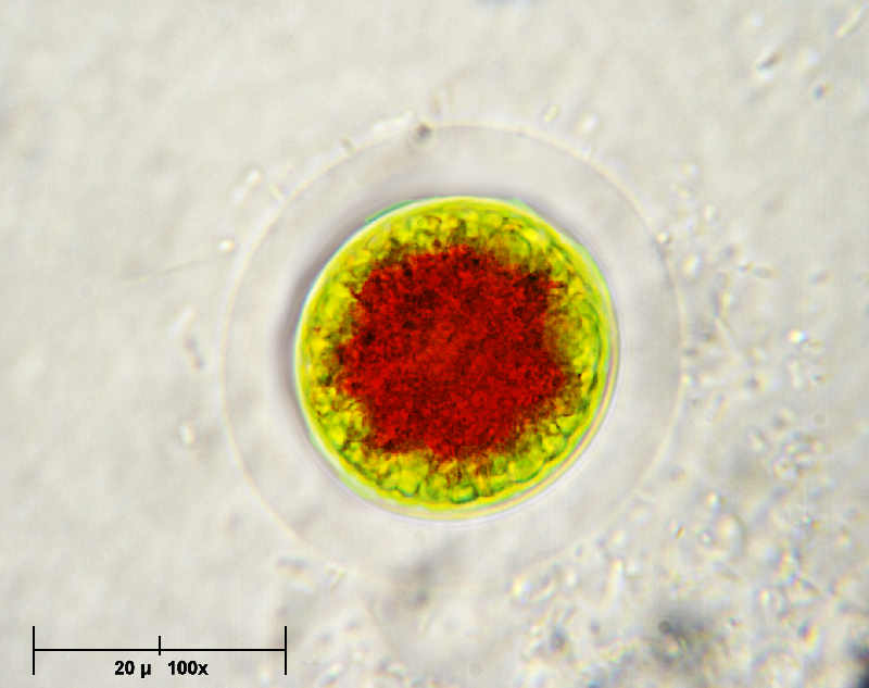 Qualche altro hematococco