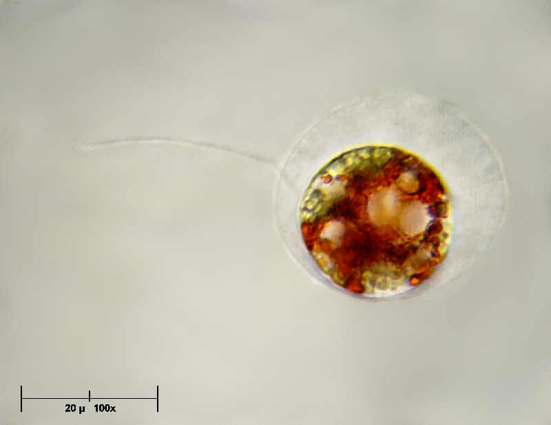 Haematococcus pluvialis in movimento
