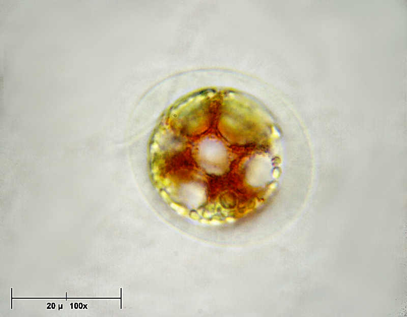 Haematococcus pluvialis in movimento