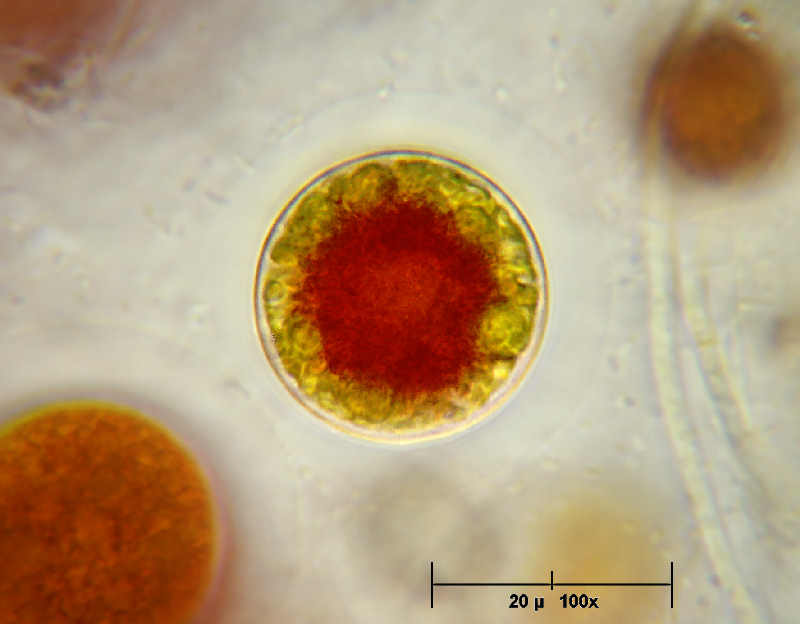 Qualche altro hematococco