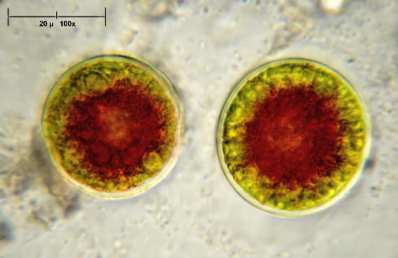 Qualche altro Haematococcus pluvialis