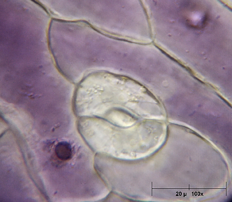 Un petalo di Viola odorata