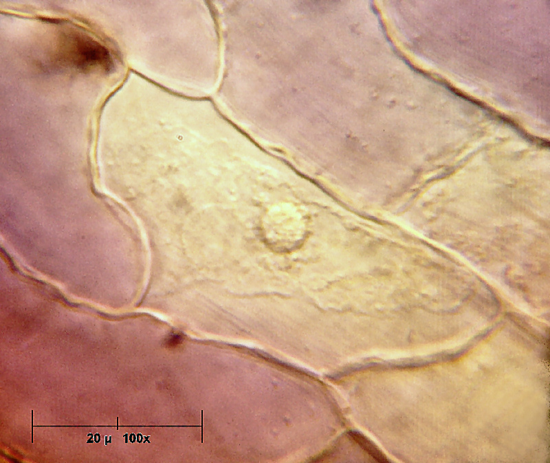 Un petalo di Viola odorata