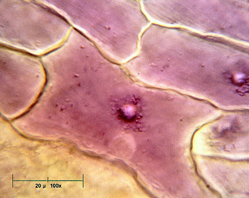 Un petalo di Viola odorata