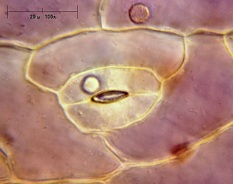 Un petalo di Viola odorata