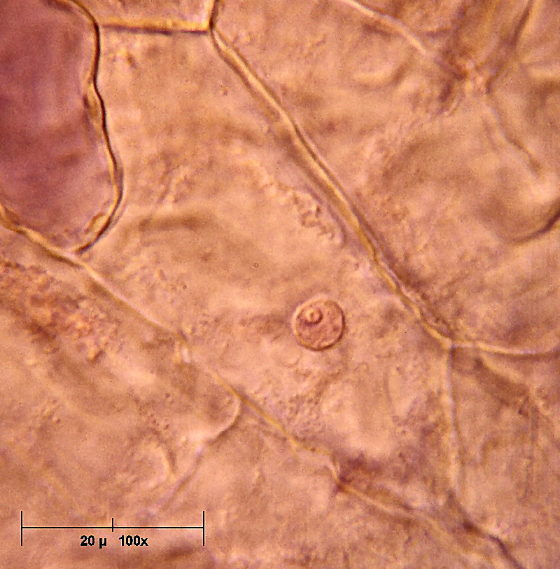 Un petalo di Viola odorata