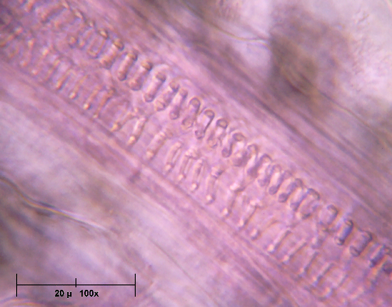Un petalo di Viola odorata