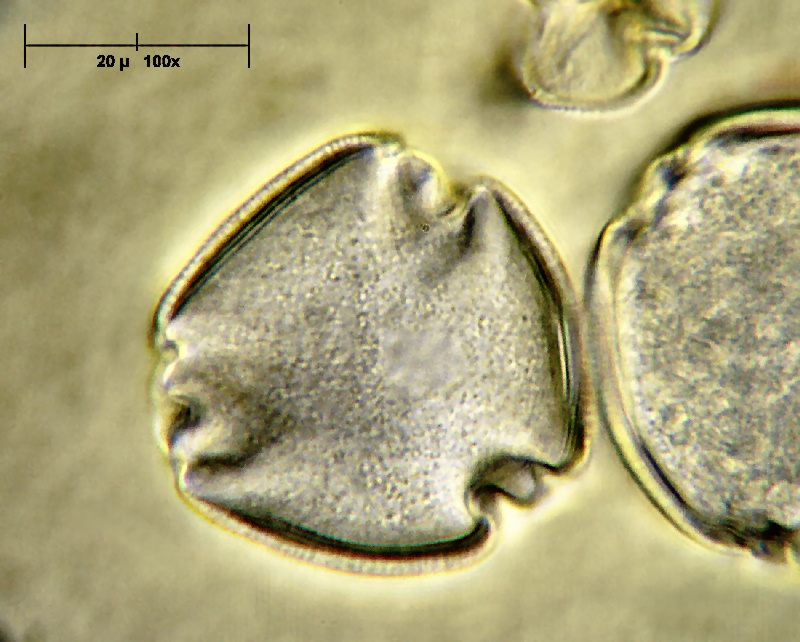 polline di Prunus sp.
