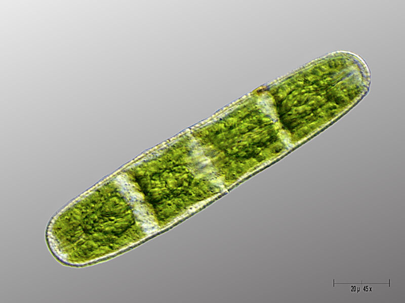 Penium margaritaceum