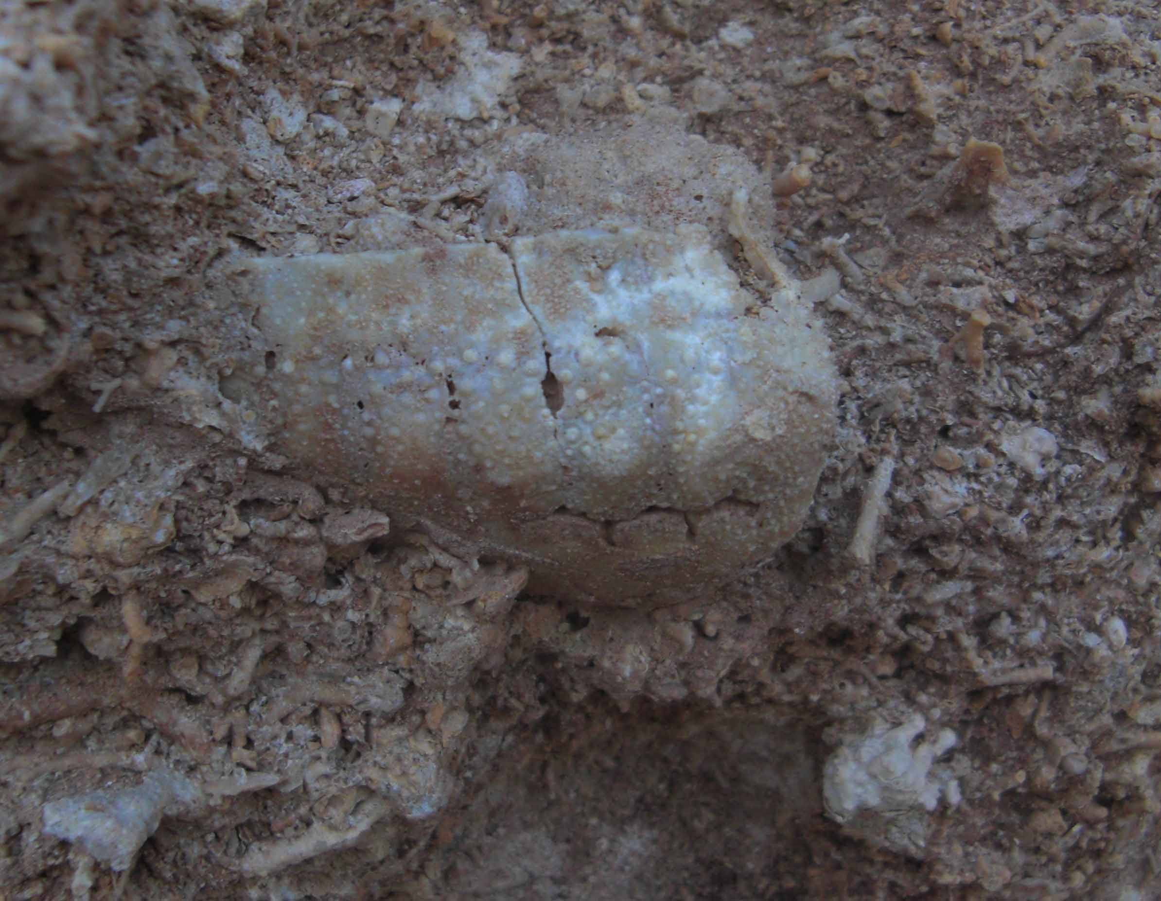 un altro fossile da determinare