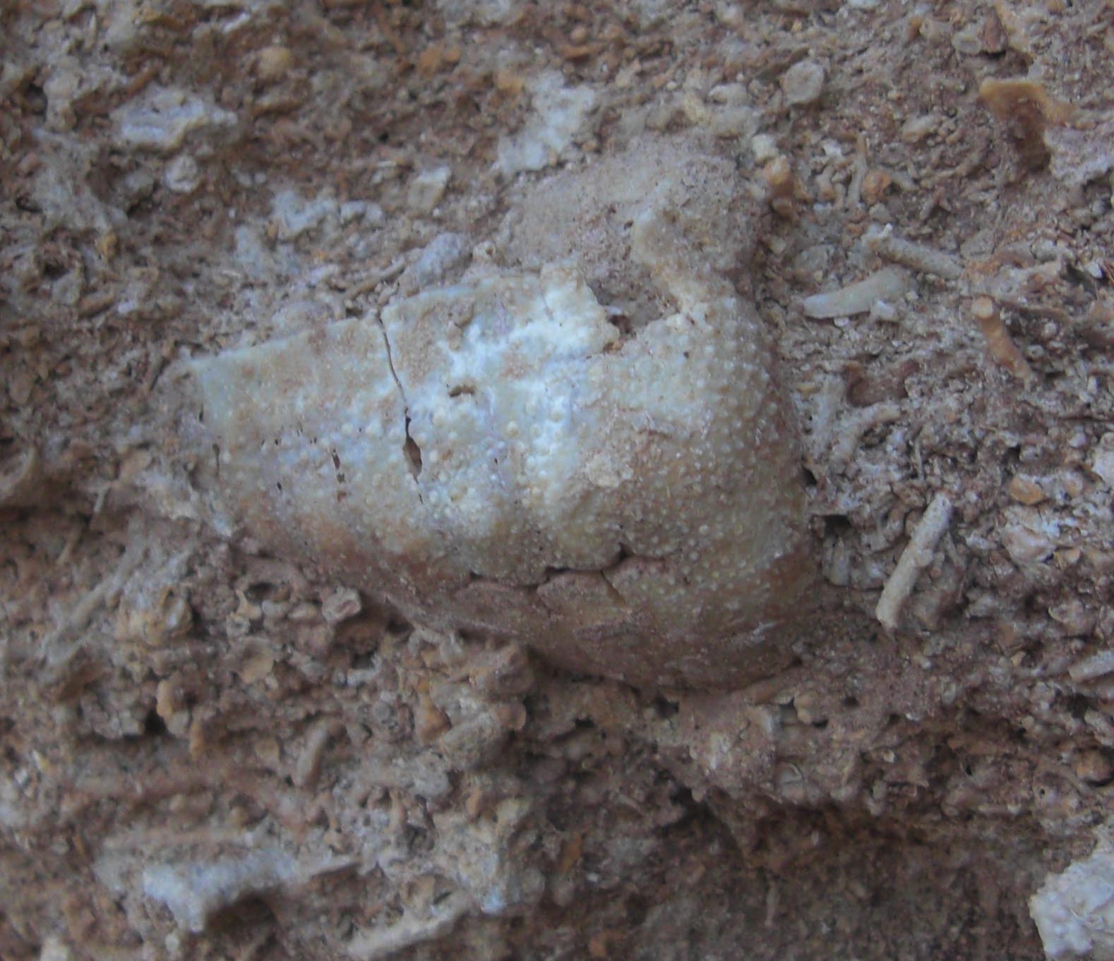 un altro fossile da determinare