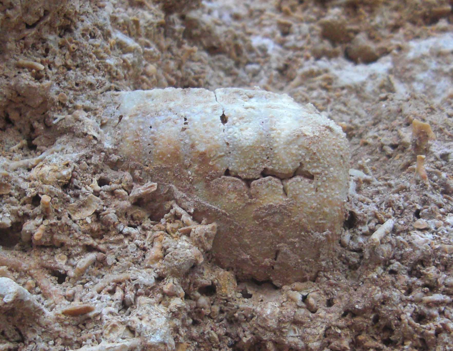 un altro fossile da determinare