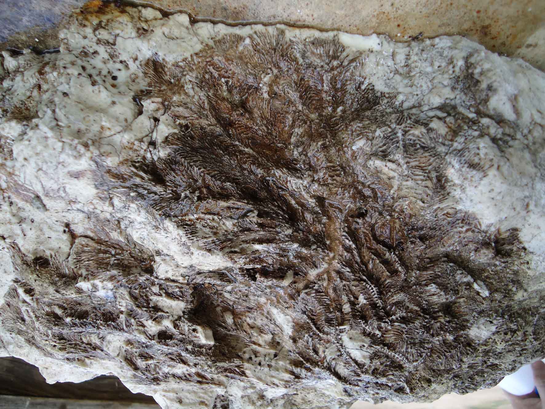 Richiesta determinazione