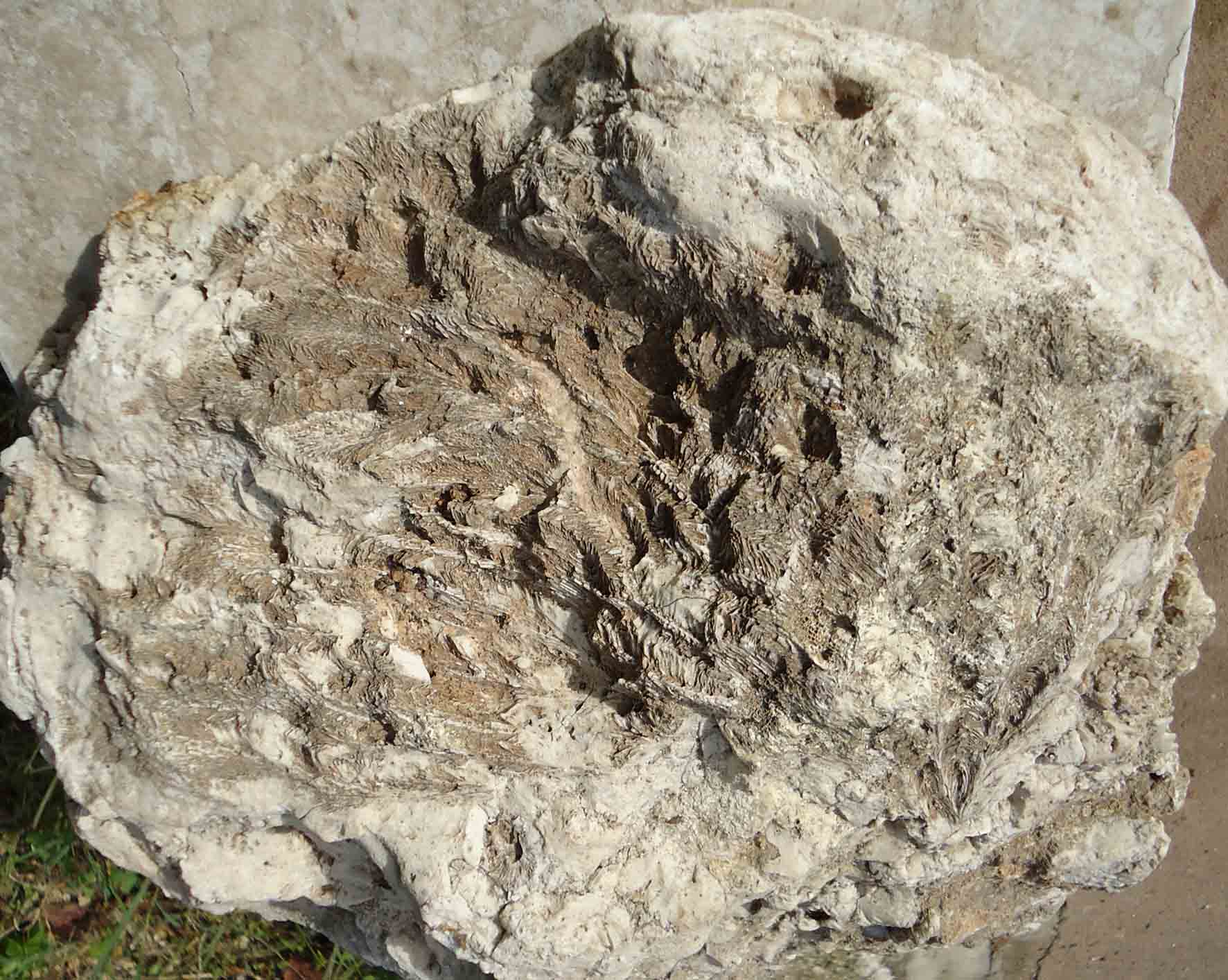 Richiesta determinazione