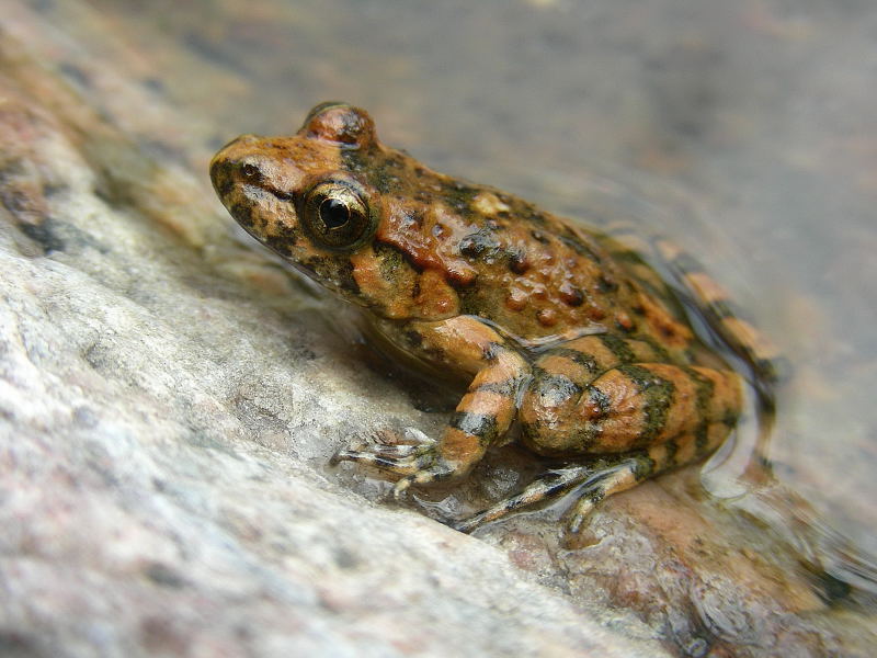 Discoglosso Corso (Discoglossus montalentii)