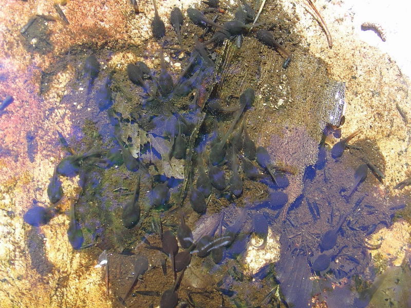 Discoglosso Corso (Discoglossus montalentii)