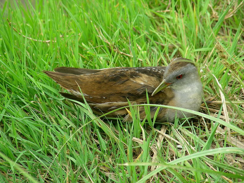 Schiribilla nel Parco della Piana
