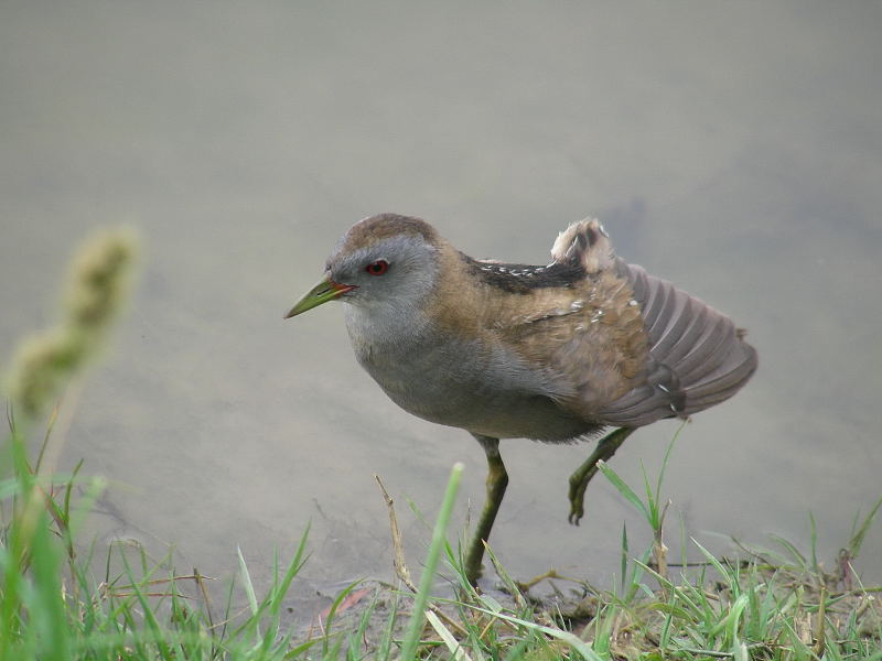 Schiribilla nel Parco della Piana