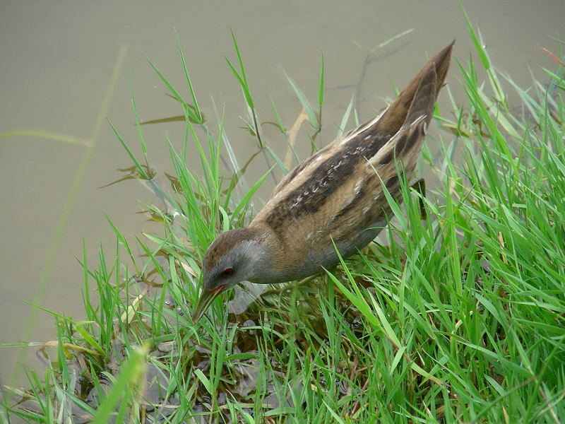 Schiribilla nel Parco della Piana