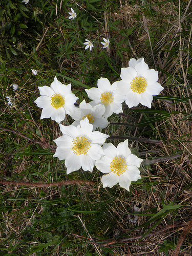 Val Orsiera (Lemie - Val di Vi) - Pulsatilla alpina
