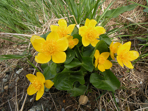 Caltha palustris / Calta