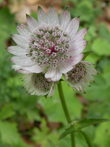 Fiore particolare a Limone Piemonte - Astrantia major