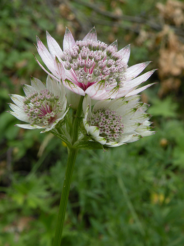 Fiore particolare a Limone Piemonte - Astrantia major